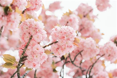 foto do sakura|Sakura Images – Browse 1,851,512 Stock Photos, Vectors, and。